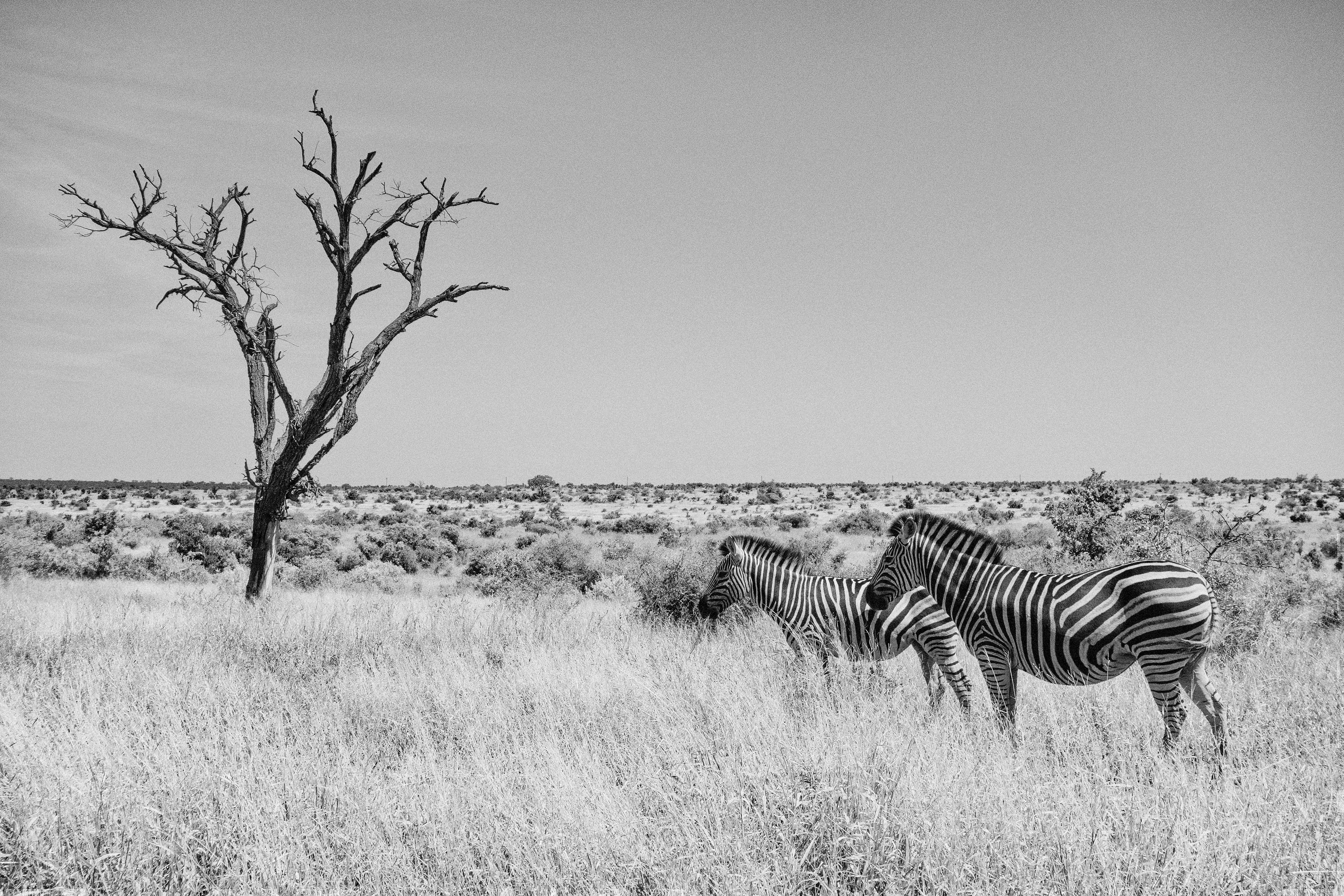 Zebras at Kruger